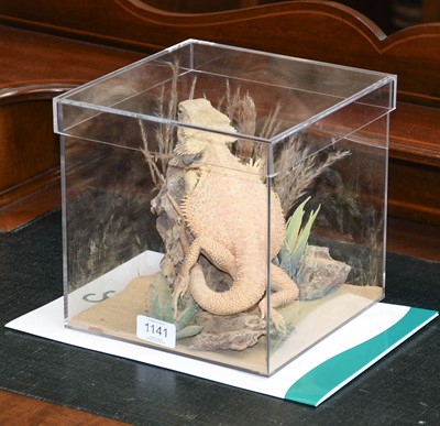 Lot 1141 - Taxidermy: Central Bearded Dragon (Pagona...