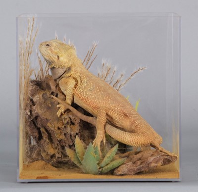 Lot 1141 - Taxidermy: Central Bearded Dragon (Pagona...