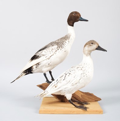 Lot 46 - Taxidermy: A Pair of European Northern Silver...