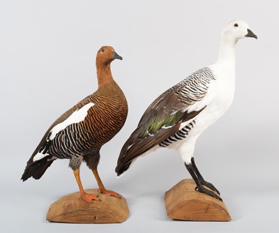 Lot 35 - Taxidermy: A Greater Magellan Goose and Lesser...