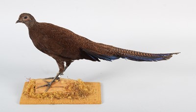 Lot 123 - Taxidermy: Sumatran or Bronze-tailed...