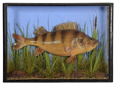 Lot 158 - Taxidermy: A Cased Perch (Perca fluviatilis),...