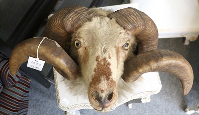 Lot 1136 - Taxidermy: A Late Victorian Ram's Head (Ovis...