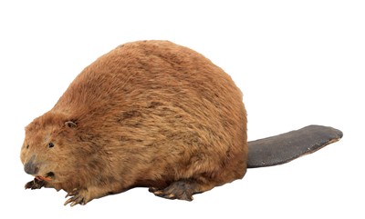 Lot 138 - Taxidermy: A North American Beaver (Castor...