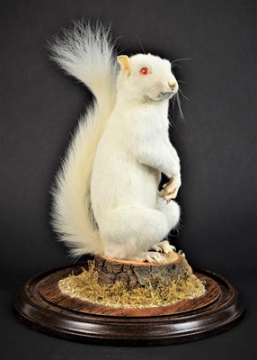 Lot 46 - Taxidermy: A Very Rare Albino Eastern Grey...