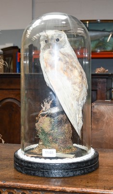 Lot 1148 - Taxidermy: A Late Victorian European Barn Owl...