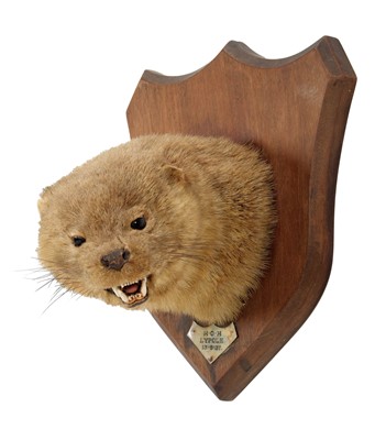 Lot 43 - Taxidermy: A European Otter Mask (Lutra lutra),...