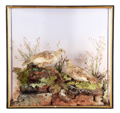 Lot 256 - Taxidermy: An Early Cased Pair of English...