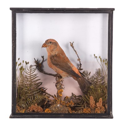 Lot 30 - Taxidermy: A Late Victorian Cased Common...