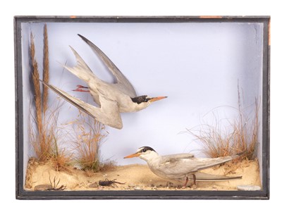 Lot 64 - Taxidermy: A Late Victorian Cased Pair of...