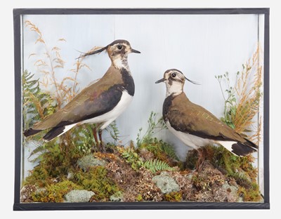 Lot 44 - Taxidermy: A Late Victorian Cased Pair of...