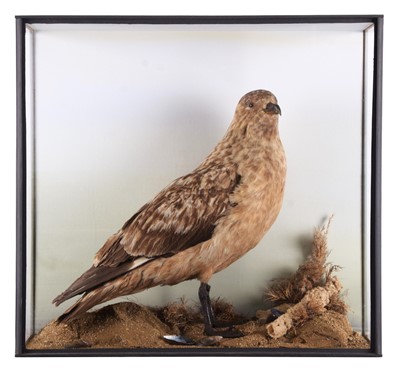 Lot 94 - Taxidermy: A Cased Great Skua (Stercorarius...