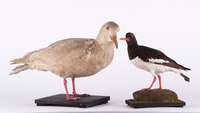 Lot 1133 - Taxidermy: A Glaucous Gull and Common Oyster...