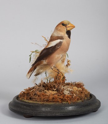 Lot 1132 - Taxidermy: A Late Victorian Hawfinch...