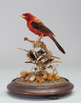 Lot 1131 - Taxidermy: A Late Victorian Brazilian Tanager...