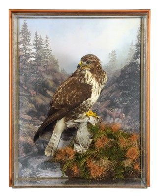 Lot Taxidermy: A Wall Cased Common Buzzard (Buteo...