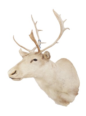 Lot 35 - Taxidermy: Alaskan Caribou (Rangifer tarandus),...