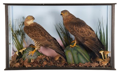 Lot 38 - Taxidermy: A Cased Pair of European Honey...