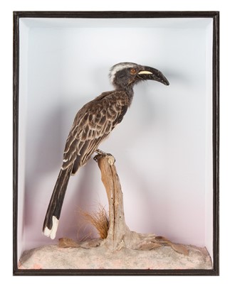 Lot 154 - Taxidermy: A Cased African Grey Hornbill...