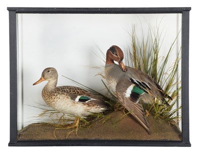 Lot 172 - Taxidermy: A Cased Pair of European Teal (Anas...