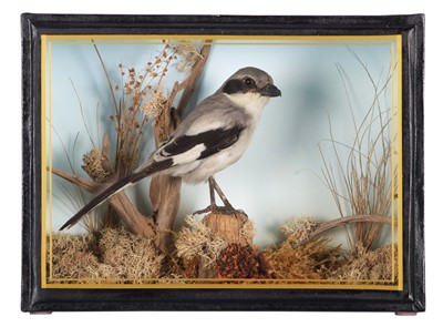 Lot 43 - Taxidermy: A Cased Great Grey Shrike (Lanius...