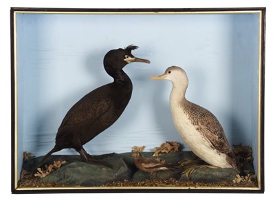 Lot 109 - Taxidermy: A Late Victorian Case of Seabirds,...