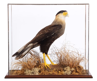 Lot 155 - Taxidermy: A Cased Crested or Helmeted...