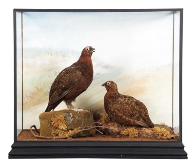 Lot 177 - Taxidermy: A Cased Pair of Willow Grouse...