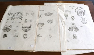 Lot 1056 - Human Anatomical Engravings: Bosa (Cajelanus)...