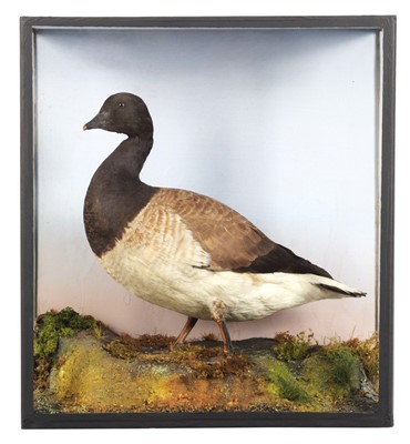 Lot 65 - Taxidermy: A Late Victorian Cased Brent Goose...