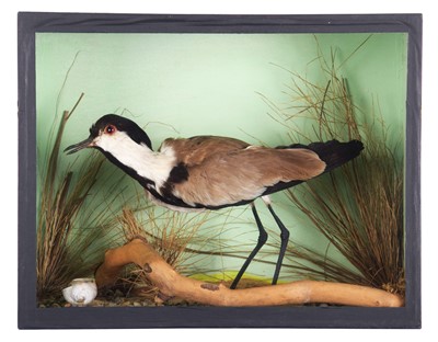 Lot 158 - Taxidermy: A Cased Spur-winged Lapwing...