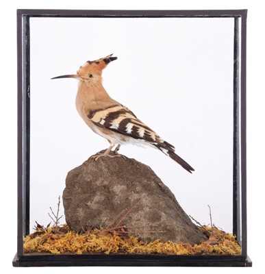 Lot 7 - Taxidermy: European Hoopoe (Upupa epops),...