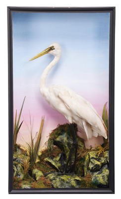 Lot 32 - Taxidermy: A Late Victorian Cased Great Egret...