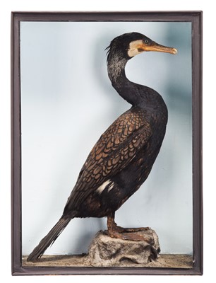 Lot 175 - Taxidermy: A Late Victorian Cased Great...