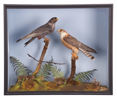 Lot 98 - Taxidermy: A Late Victorian Cased Pair of...