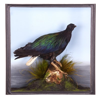 Lot 170 - Taxidermy: A Late Victorian Cased Nicobar...