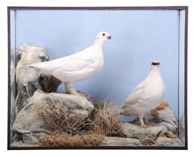 Lot 81 - Taxidermy: A Cased Willow Grouse and Ptarmigan...