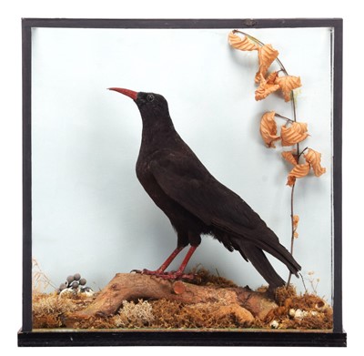 Lot 60 - Taxidermy: A Late Victorian Cased Red-billed...