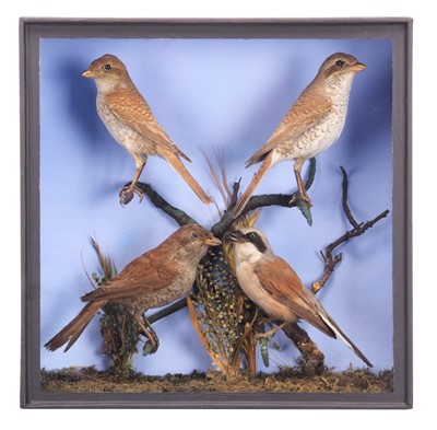 Lot 164 - Taxidermy: A Late Victorian Cased Family Group...