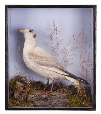 Lot 47 - Taxidermy: A Victorian Cased Black-headed Gull...