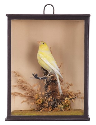 Lot 25 - Taxidermy: A late Victorian Cased Clear Border...