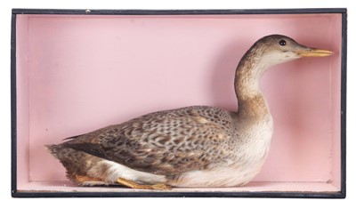 Lot 89 - Taxidermy: A Late Victorian Cased Great...