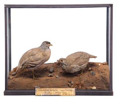 Lot 103 - Taxidermy: A Late Victorian Cased Pair of...