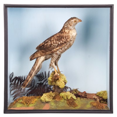 Lot 120 - Taxidermy: A Late Victorian Cased Northern...