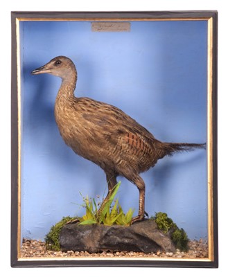 Lot 131 - Taxidermy: A Cased New Zealand Weka or Māori...