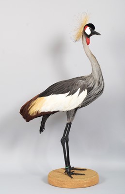 Lot 241 - Taxidermy: A Grey Crowned Crane (Balearica...