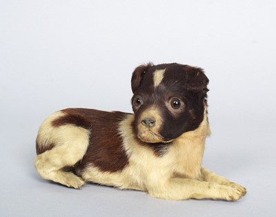 Lot 59 - Taxidermy: A Victorian Spaniel Puppy (Canis...