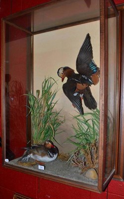 Lot 760 - Mandarin ducks (Aix galericulata), late 20th century, two full mounts, one in flight, the other...