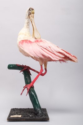 Lot 167 - Taxidermy: Roseate Spoonbill (Platalea ajaja),...