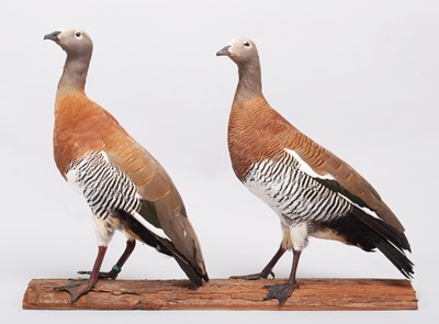 Lot 156 - Taxidermy: A Pair of Ashy-Headed Geese...